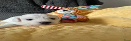 Bichon Frise dogs for sale: Bonnie in Exeter - Advert 2