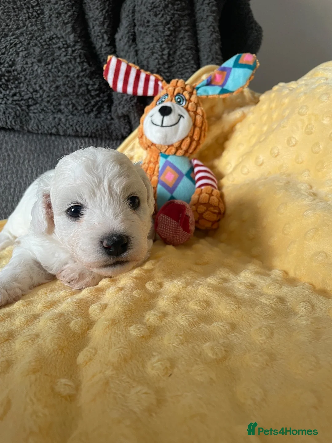 Bichon Frise dogs for sale: Bonnie in Exeter - Advert 2