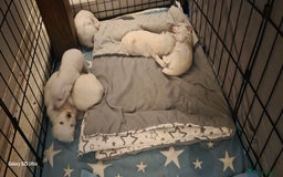 Maltese dogs for sale: Puppy maltese - Image 1