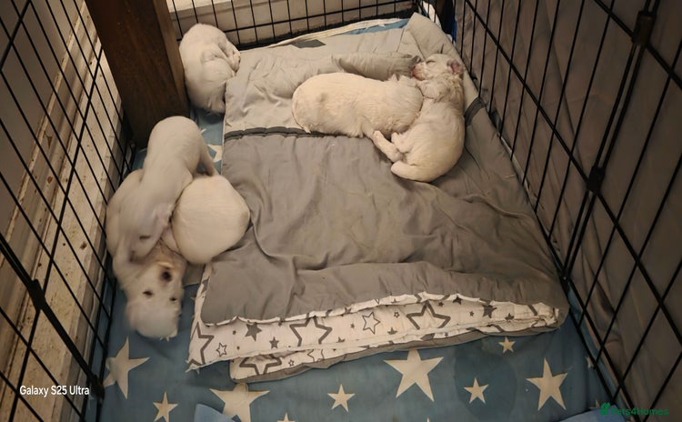Maltese dogs - Advert 1