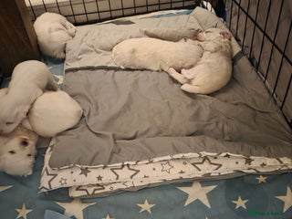 Maltese dogs - Advert 12