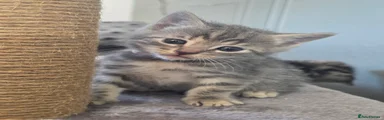 Bengal 3