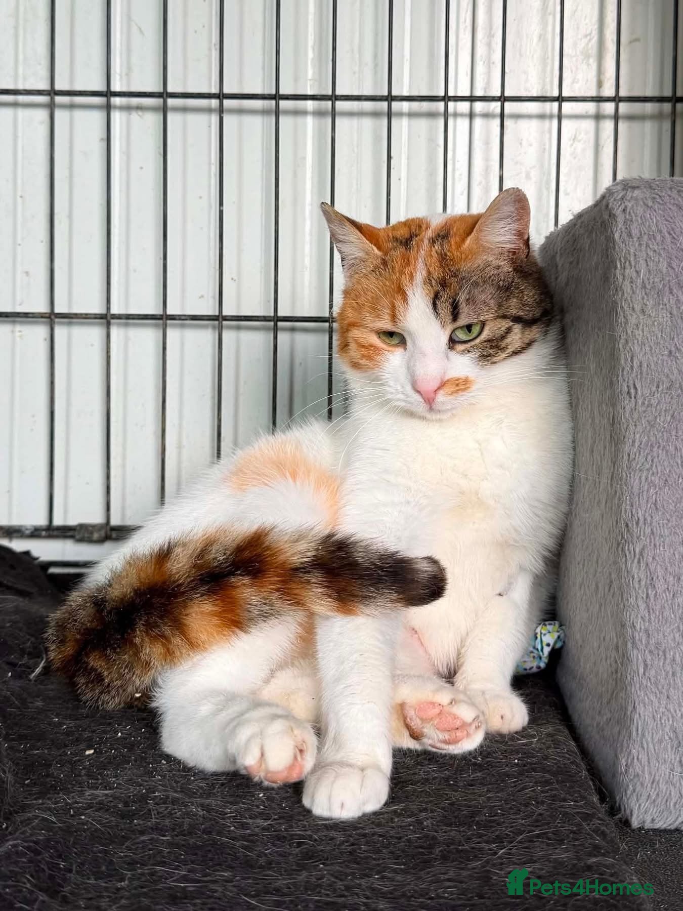 Mixed Breed cats Mira - Guildford Surrey  - Advert 2