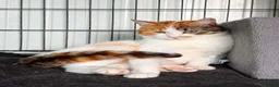 Mixed Breed cats for adoption: Mira - Guildford Surrey  - Advert 1