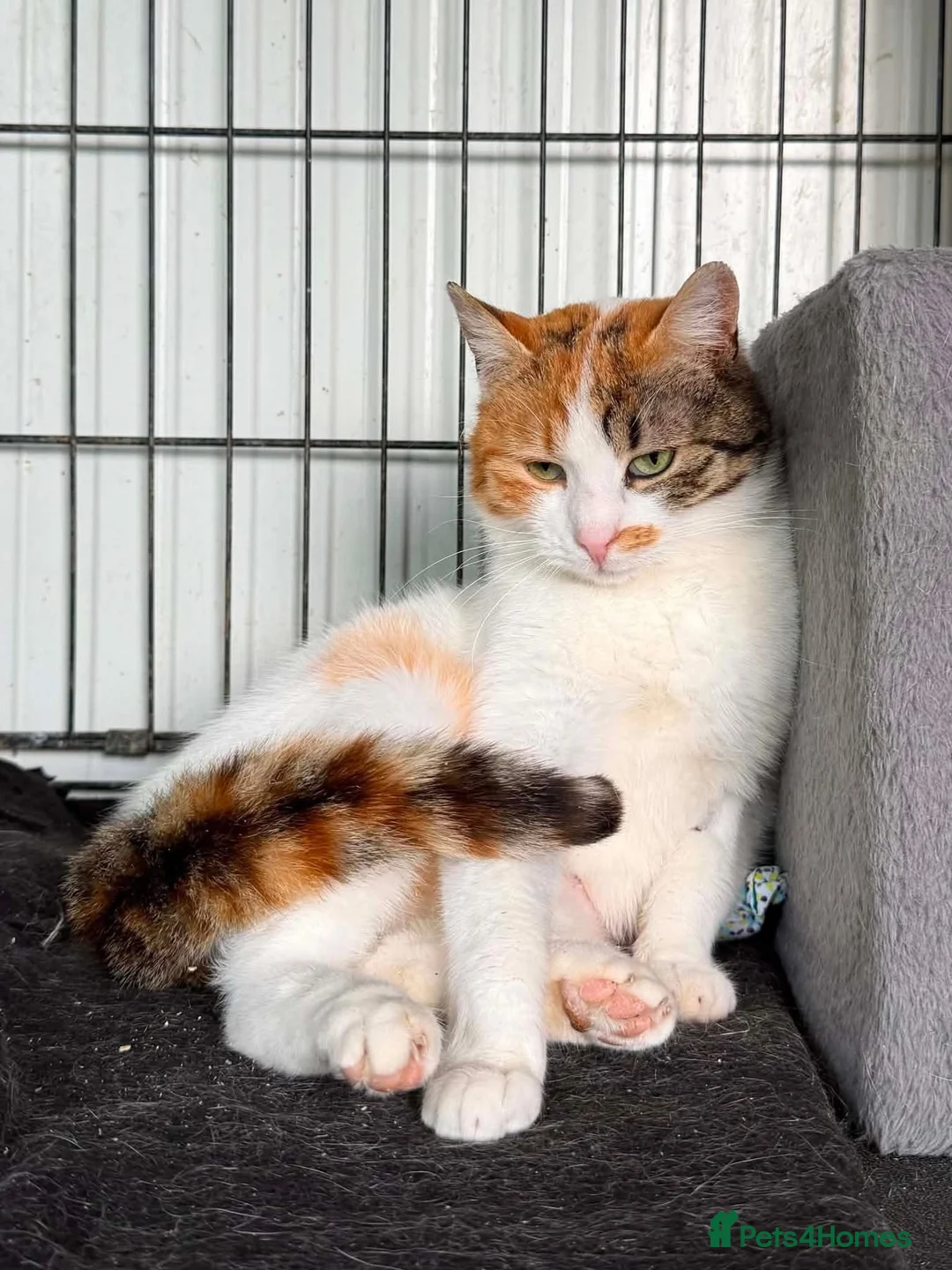 Mixed Breed cats for adoption: Mira - Guildford Surrey  - Advert 1
