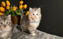Siberian cats for sale: Siberian kittens Waiting list FIFe registrered - Image 17