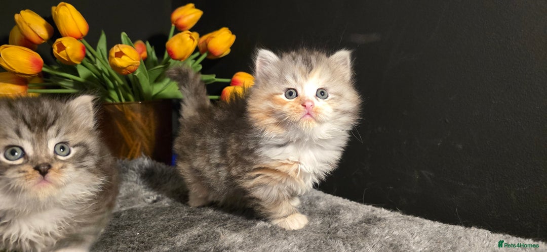 Siberian cats for sale: Siberian kittens Waiting list FIFe registrered - Image 17