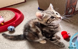 Mixed Breed cats for sale: Adorable bengal & tabby mix kittens - Image 11