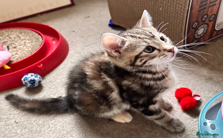 Mixed Breed cats - Advert 1