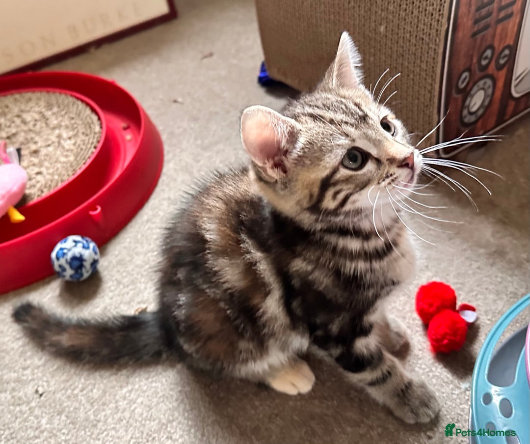 Mixed Breed cats for sale: Adorable bengal & tabby mix kittens - Image 11