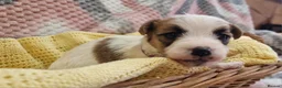 Jack Russell dogs for sale: KC reg Jack Russell pups, parents DNA health teste - Advert 13
