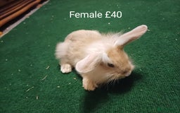 Mini Lion Lop rabbits for sale: 6 Sweet Baby Lion Lop Rabbits - Image 6
