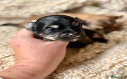 Chorkie dogs for sale: Chorkie (x2 Boys) - Image 18