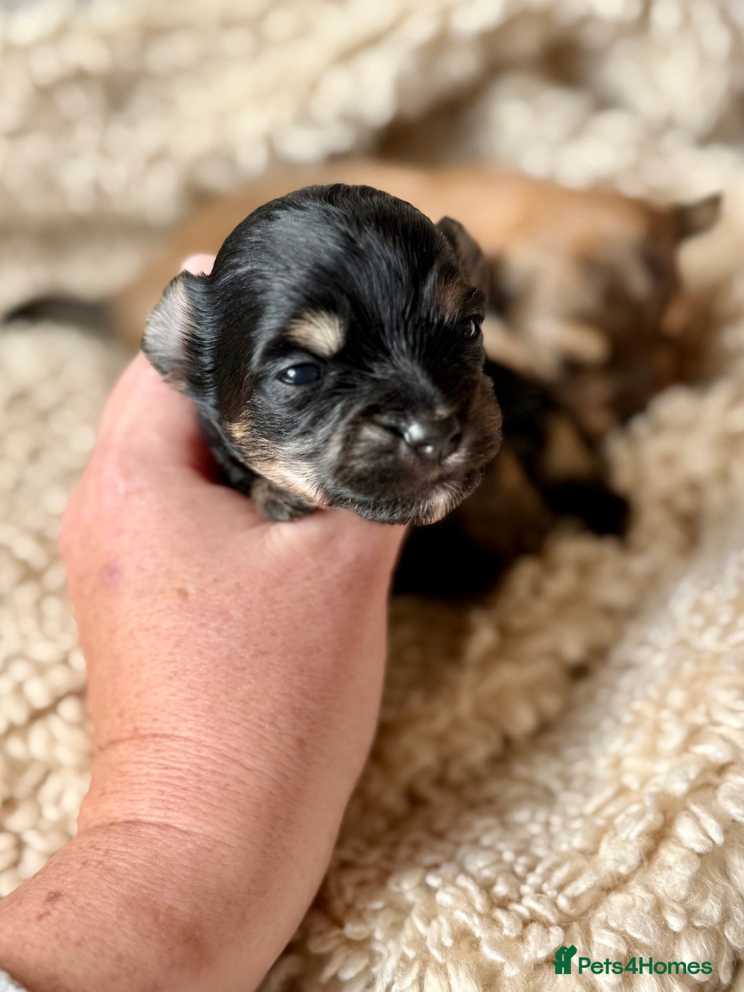 Chorkie dogs for sale: Chorkie (x2 Boys) - Image 18
