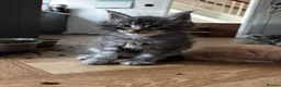Maine Coon cats for sale: Majestic Maine Coon Kittens  - Advert 7