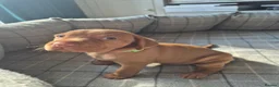 Hungarian Vizsla dogs for sale: LAST GIRL Striking Hungarian Vizsla Pup 1.6% COI in Evesham - Advert 2