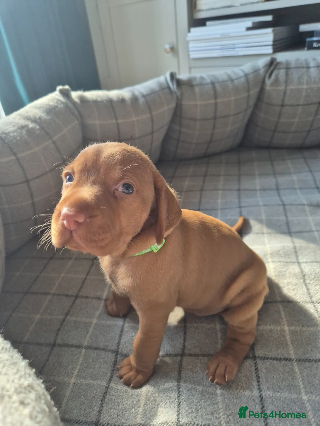 Hungarian Vizsla dogs for sale: LAST GIRL Striking Hungarian Vizsla Pup 1.6% COI in Evesham - Advert 2