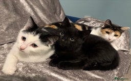 Maine Coon cats for sale: Maine coon x - Image 2