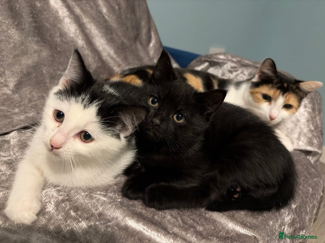 Maine Coon cats for sale: Maine coon x - Image 2