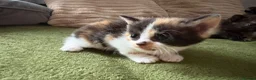 Aegean cats for sale: Aegeans kittens are looking for forever home ❤️ - Advert 11