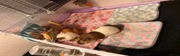 Guinea Pig rodents for sale: 2 female guinea pigs & whole set up  in Sutton-in-Ashfield - Advert 7