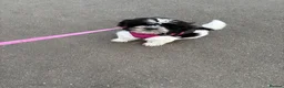 Shihpoo dogs for sale: Shih-poo in Burnley - Advert 2