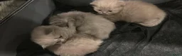 British Shorthair cats for sale: British Shorthair Kittens – 1 Boy & 2 Girls - Advert 25