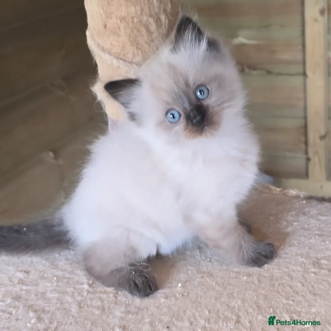 Ragdoll cats for sale: Captain Tom - Image 8