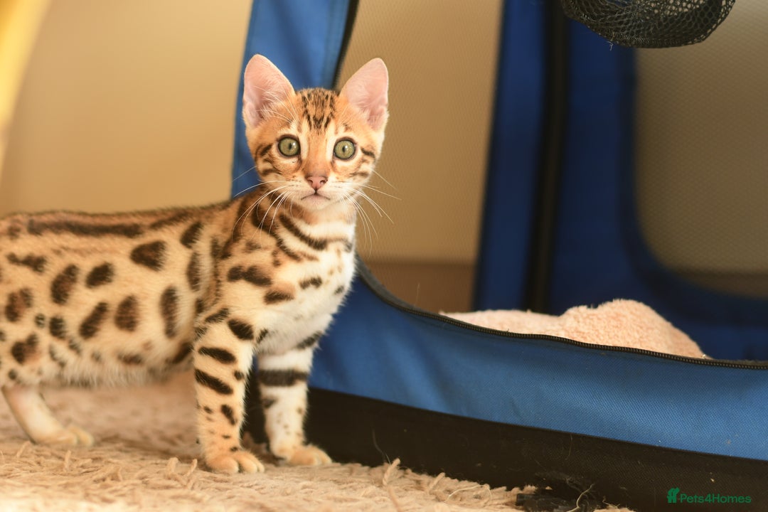 Bengal cats for sale: Show quality Bengal kittens available  - Image 10