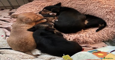 Mixed Breed dogs - Advert 1