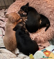 Mixed Breed dogs - Advert 1