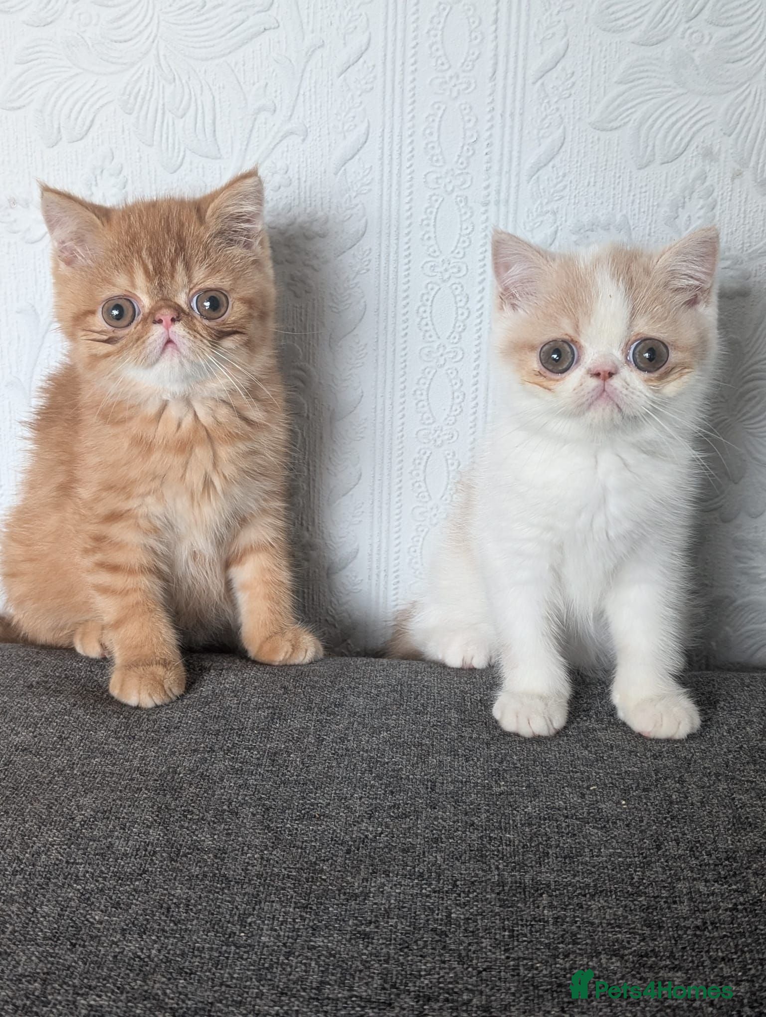 Persian cats 🐾 Beautiful Persian Kittens 🐾 - Advert 1