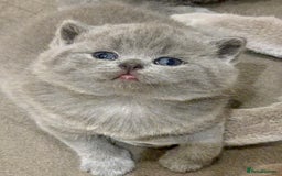 British Shorthair cats for sale: 1 Boy Left-GCCF Pedigr Pure Blue British Shorthair - Image 2