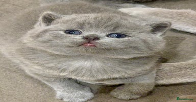 British Shorthair cats - Advert 7