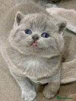 British Shorthair cats - Advert 14