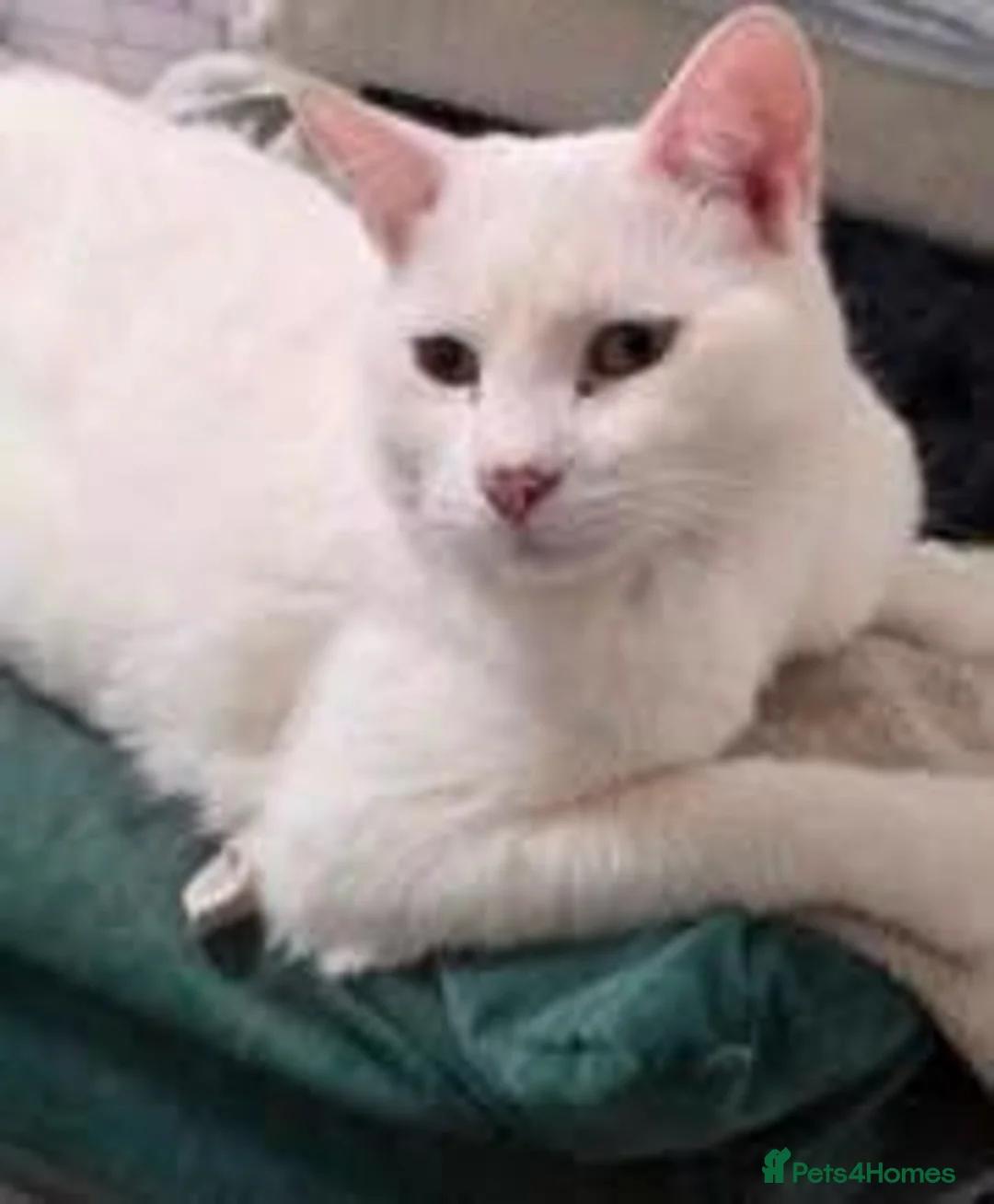Mixed Breed cats for sale: Stolen  in Feltham - Advert 6
