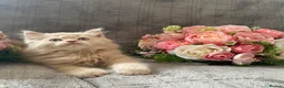 British Longhair cats for sale: British long and shorthair kittens  - Advert 12