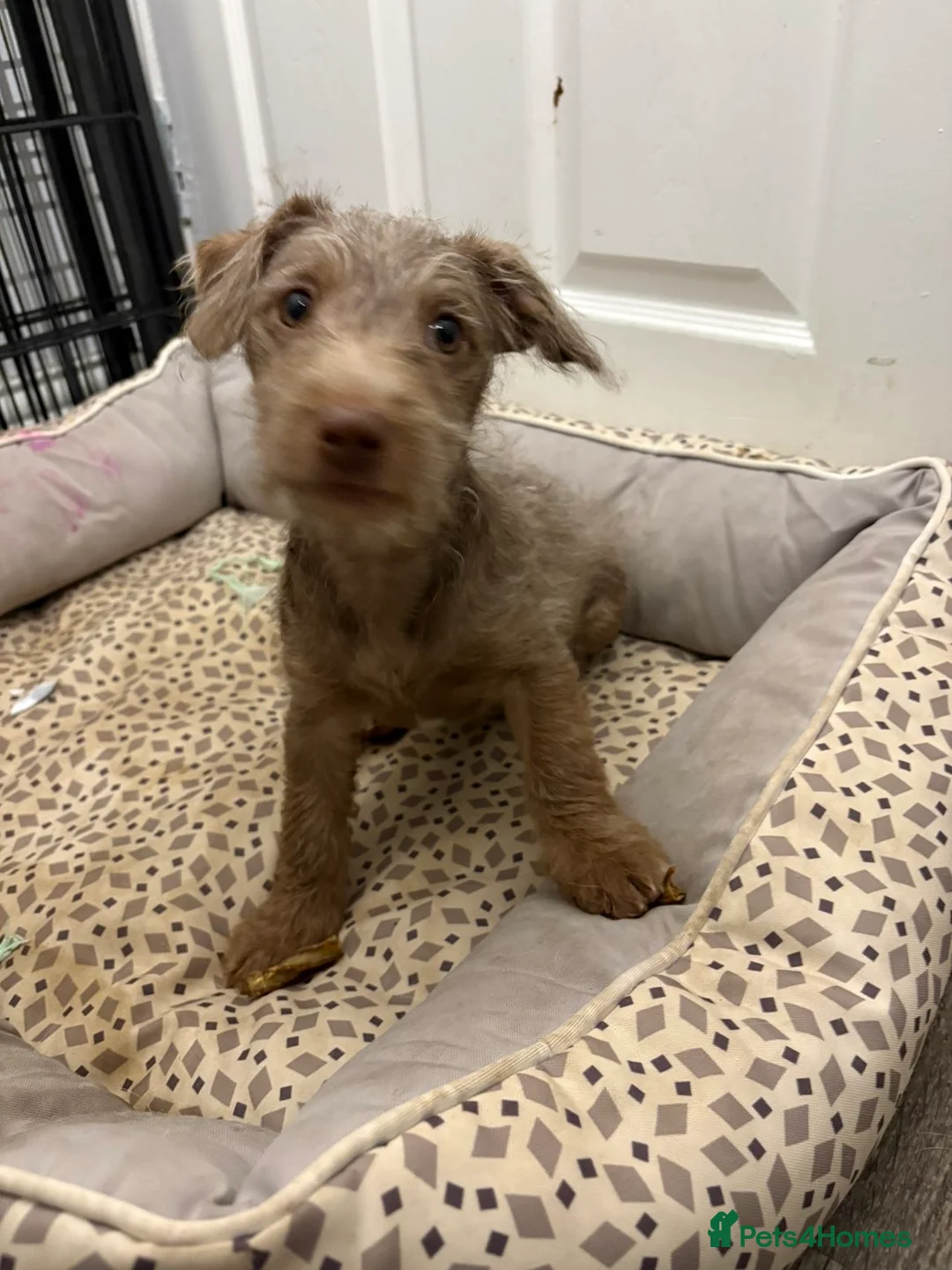 Patterjack dogs for sale: female patterjack ready now - Advert 2