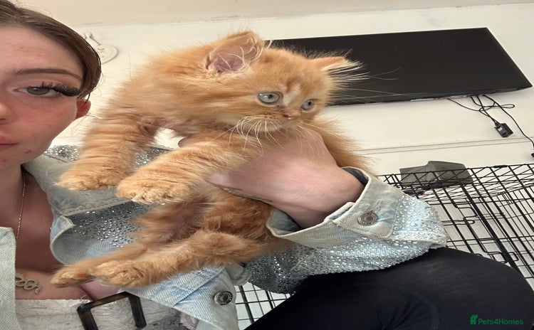 British Longhair cats - Advert 1