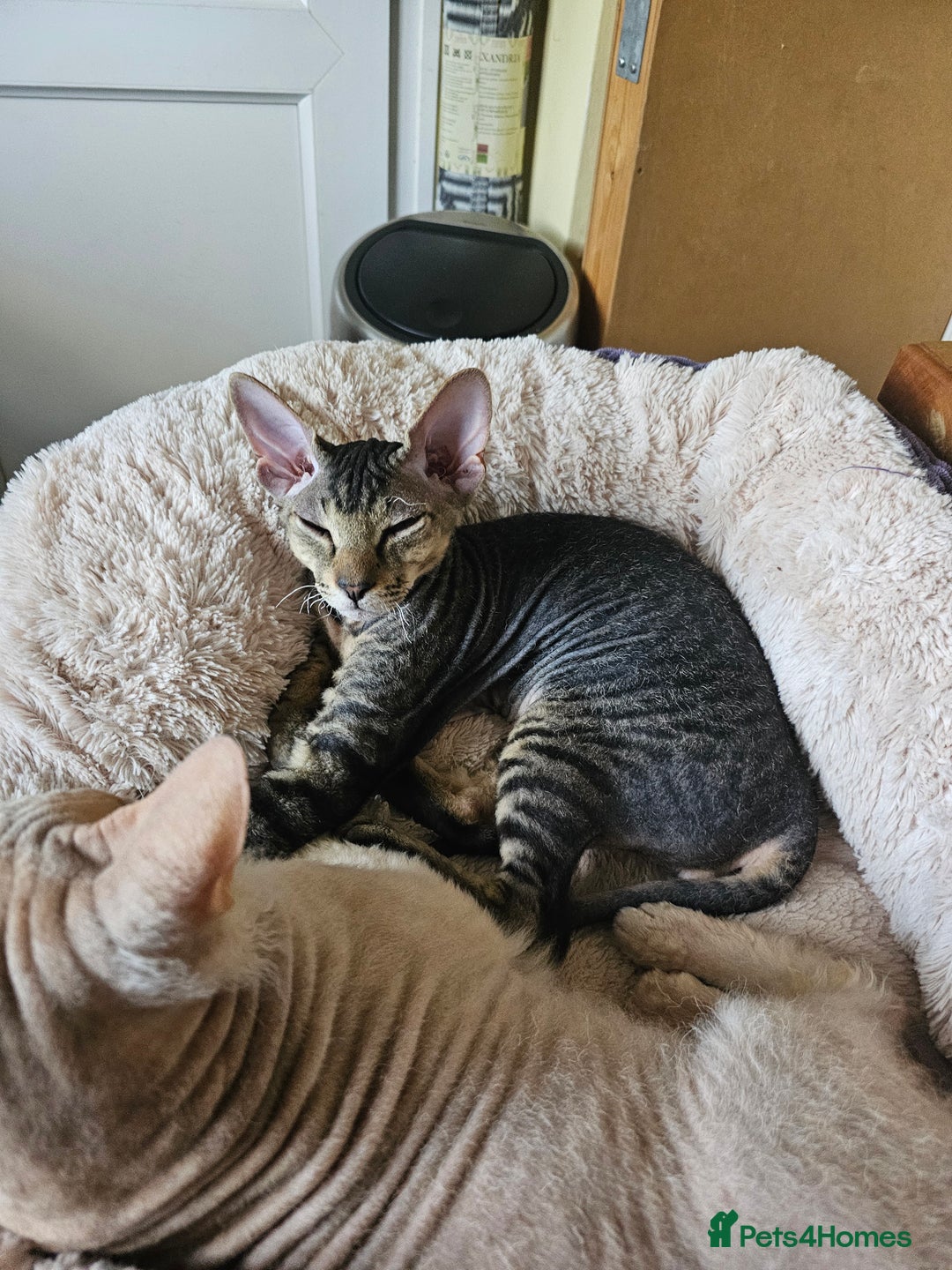 Siamese cats for sale: Beautiful Siamese x sphynx x kittens in Salisbury - Image 30