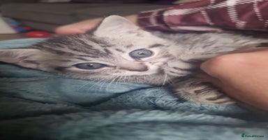 Mixed Breed cats - Advert 16