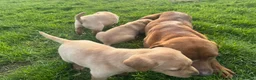 Labrador Retriever dogs for sale: 3 beautiful yellow labs in Llangefni - Advert 3