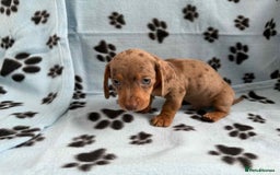Miniature Dachshund dogs for sale: ADORABLE MINIATURE DACHSHUND PUPPIES  - Image 8
