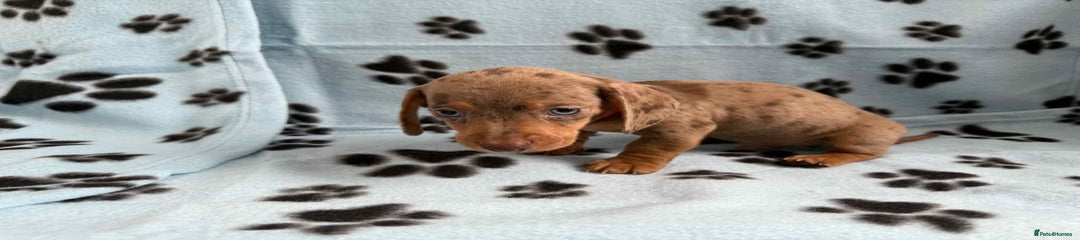 Miniature Dachshund Puppy 2