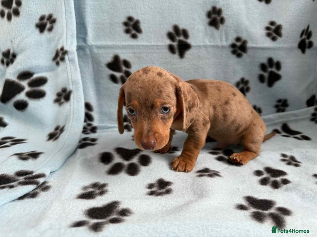 Miniature Dachshund dogs for sale: ADORABLE MINIATURE DACHSHUND PUPPIES  - Image 8