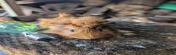 Guinea Pig rodents for sale: Guinea pigs - Advert 8