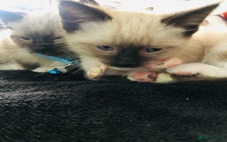 Ragdoll cats for sale: Ragdoll kittens  - Advert 37