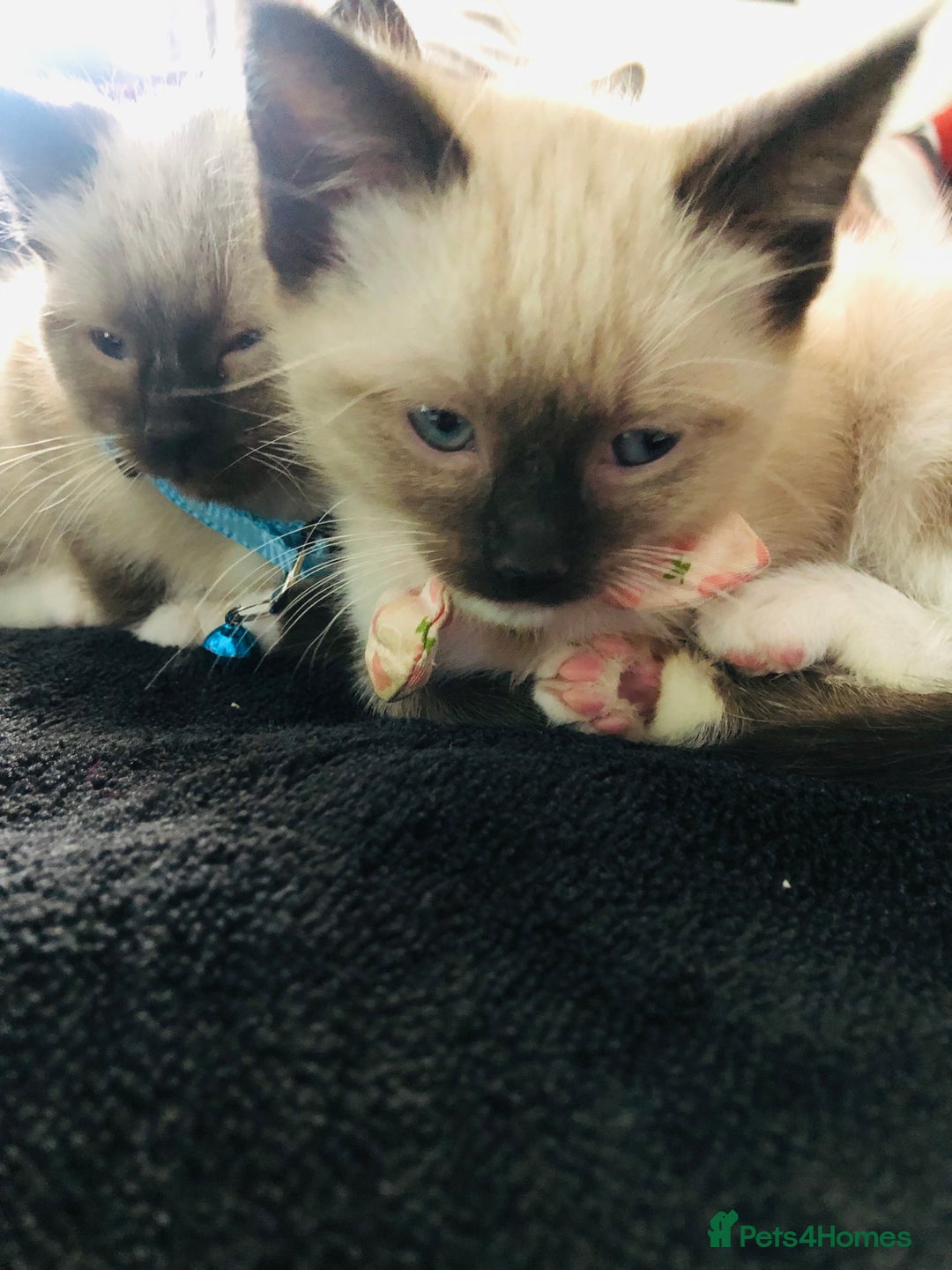 Ragdoll cats for sale: Ragdoll kittens  - Advert 37