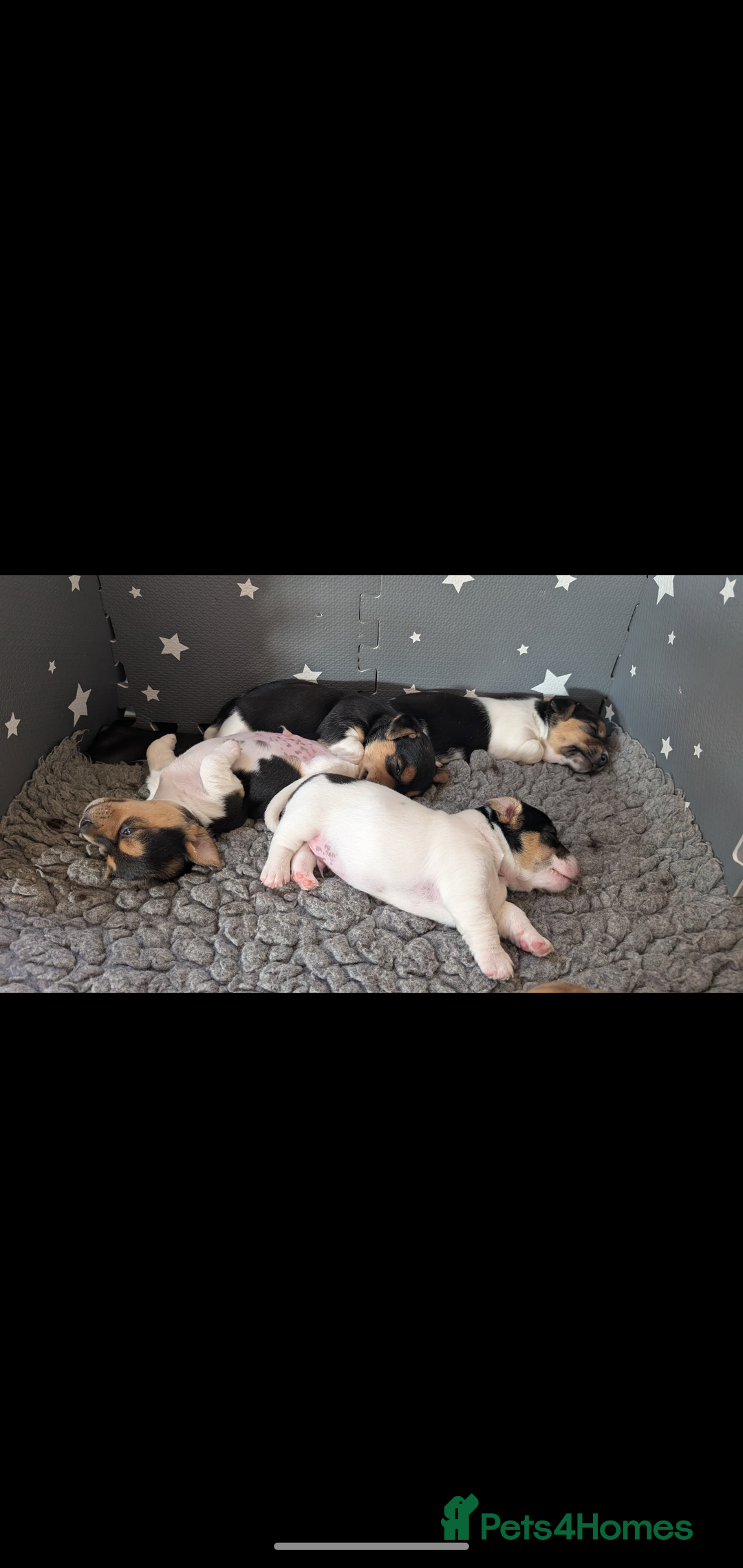 Jack Russell dogs for sale: Chunky Confident Terrier Pups for 5* Active Homes - Image 5
