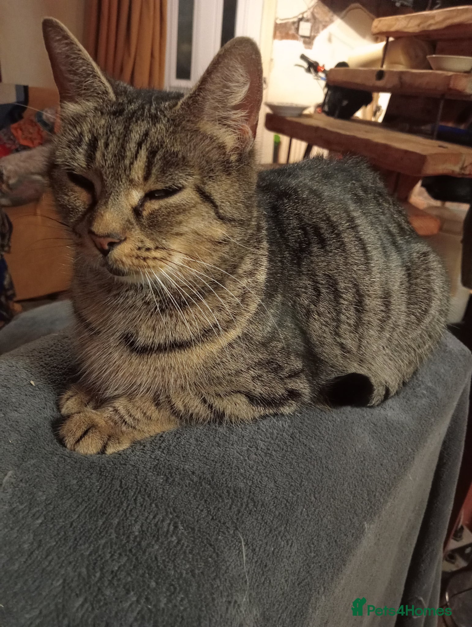 Mixed Breed cats Bengal x British Short Hair  - Advert 1